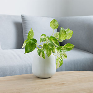 Live plants, houseplants, pothos, monstera, real plants, indoor plants, easy care