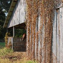 barn after