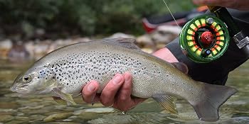 catch and release