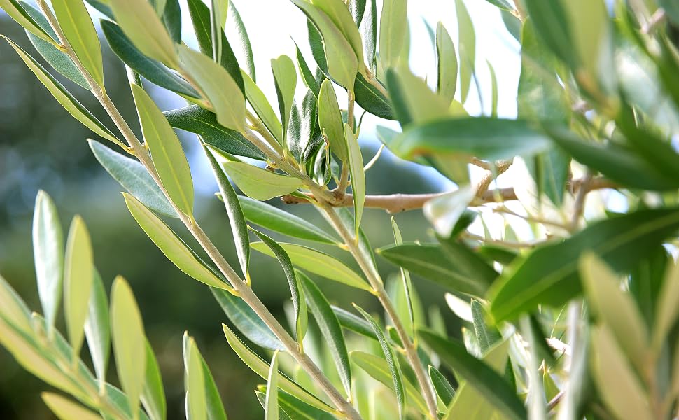 healthy benefits of PJ Kabos extra virgin olive oil