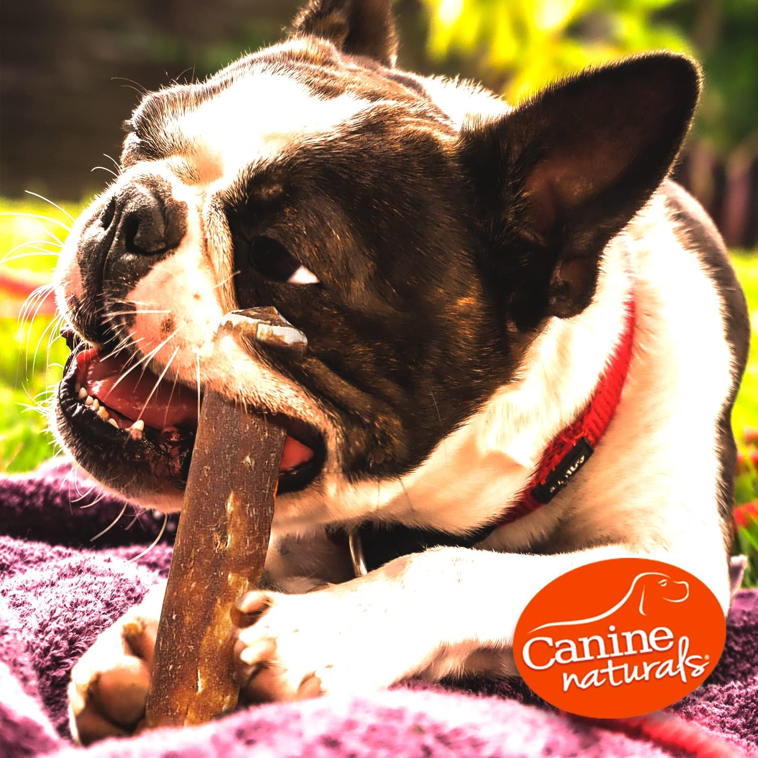 Canine Naturals Rawhide Free Chicken Recipe Dog Chew, Medium Rolls, 2 Count