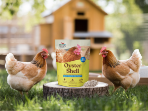 eggshells manna pro chicken egg bird calcium crushed chicken coop essentials chicken coop supplies
