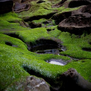 algae
