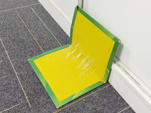 Mouse traps indoor for home