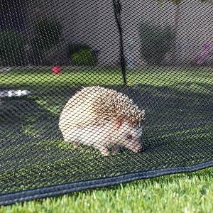 hedgehog