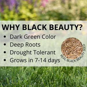 jonathan green black beauty grass seed lawn care yard
