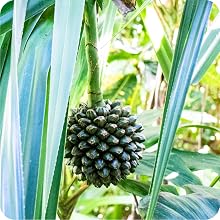 root liquid dirt fertilize vegetable booster rooting formula black coral elephant ear bulbs giant