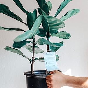 premium fiddle leaf fig potting soil