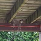 Multi-Purpose for Birds