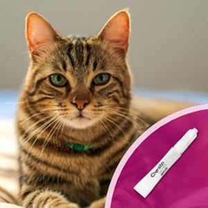 A striped cat with green eyes looking straight on.