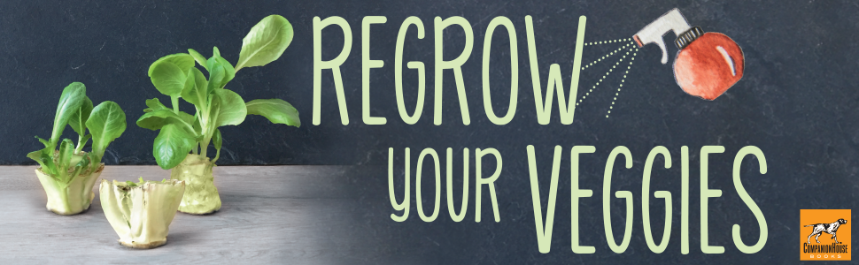 Stages of regrowing lettuce are shown, text, Regrow Your Veggies