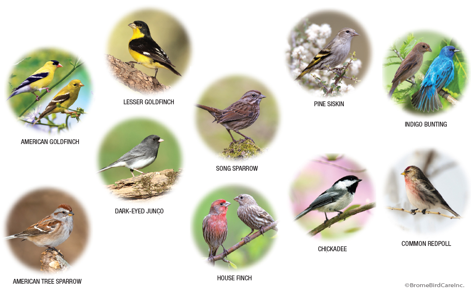 1016 birds