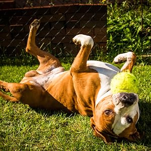 Dog lying on its back in grass holding a tennis ball