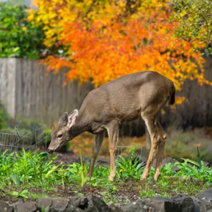 repellent station, deer repellent, dried blood repellent