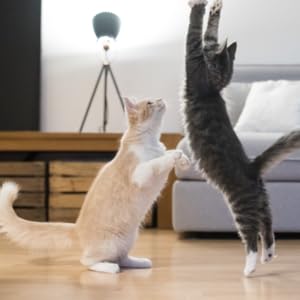Two Cats Playing Together