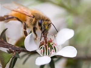 Close up a bee feeding from a manuka flower