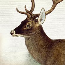 Deer illustration that shows how EPIC venison meat bars are made from 100% grass fed deer.