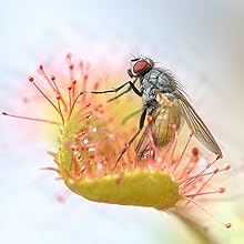 how to feed carnivorous plants wingless fruit flies for Venus Flytraps Pitcher Plants Organic soil