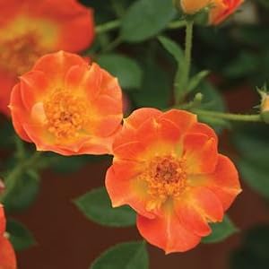 Oso;orange;yellow;flowers