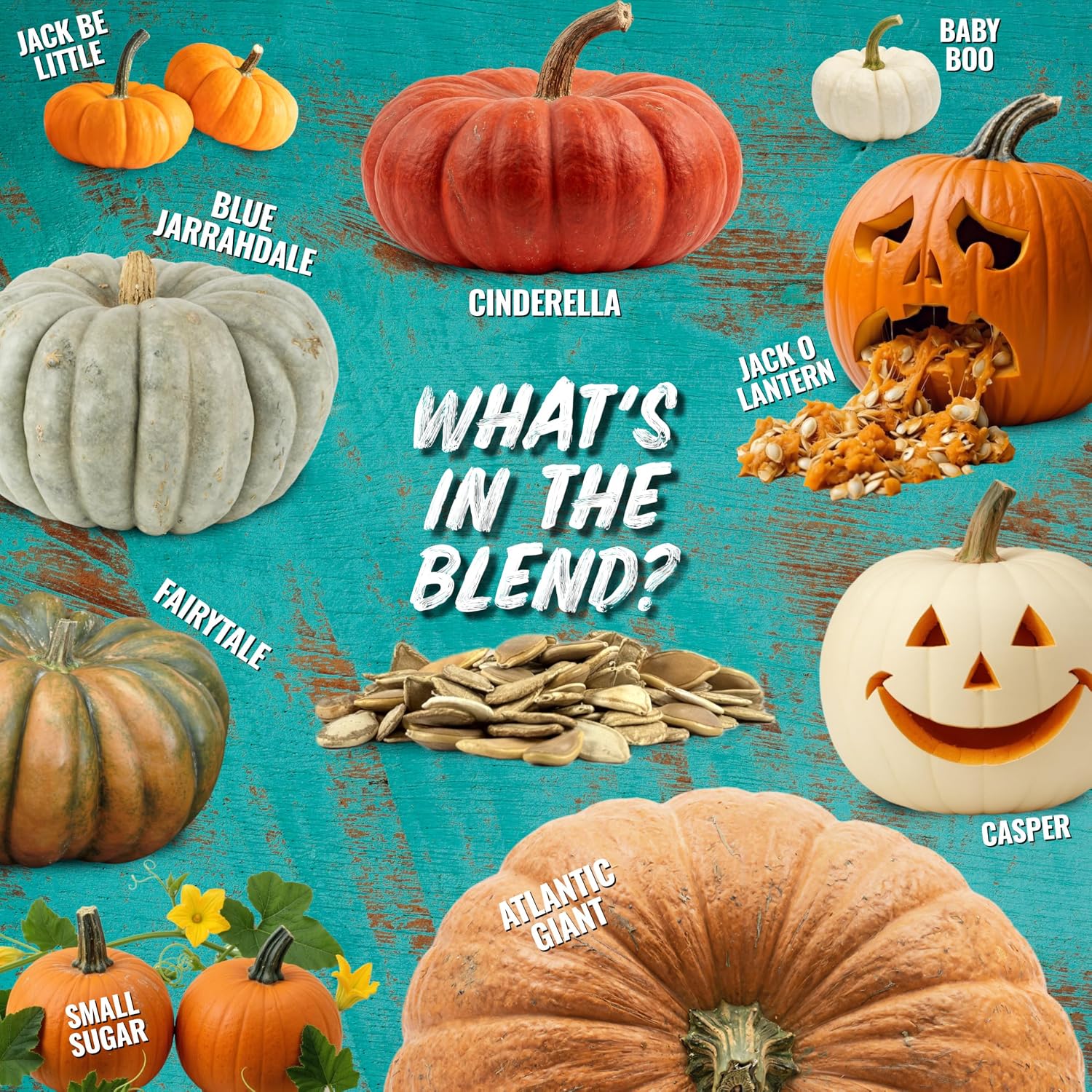 Seed Needs Pumpkin Seeds to Plant 100 Seeds Spooky Mix Non GMO Bulk Pack