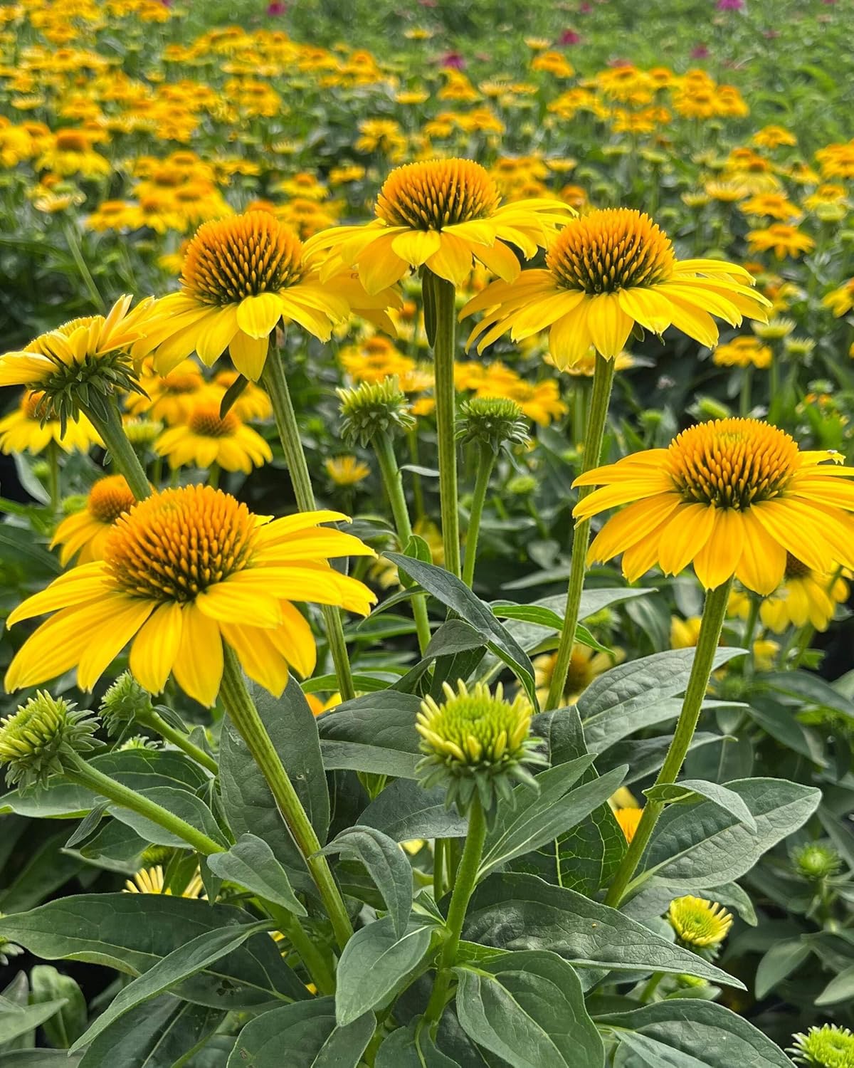 Echinacea purpurea ‘Cheyenne Spirit’ (Coneflower) Live Perennial, Size-#1 Container, Mixed Color Summer Flowers, USDA Zones 4-8