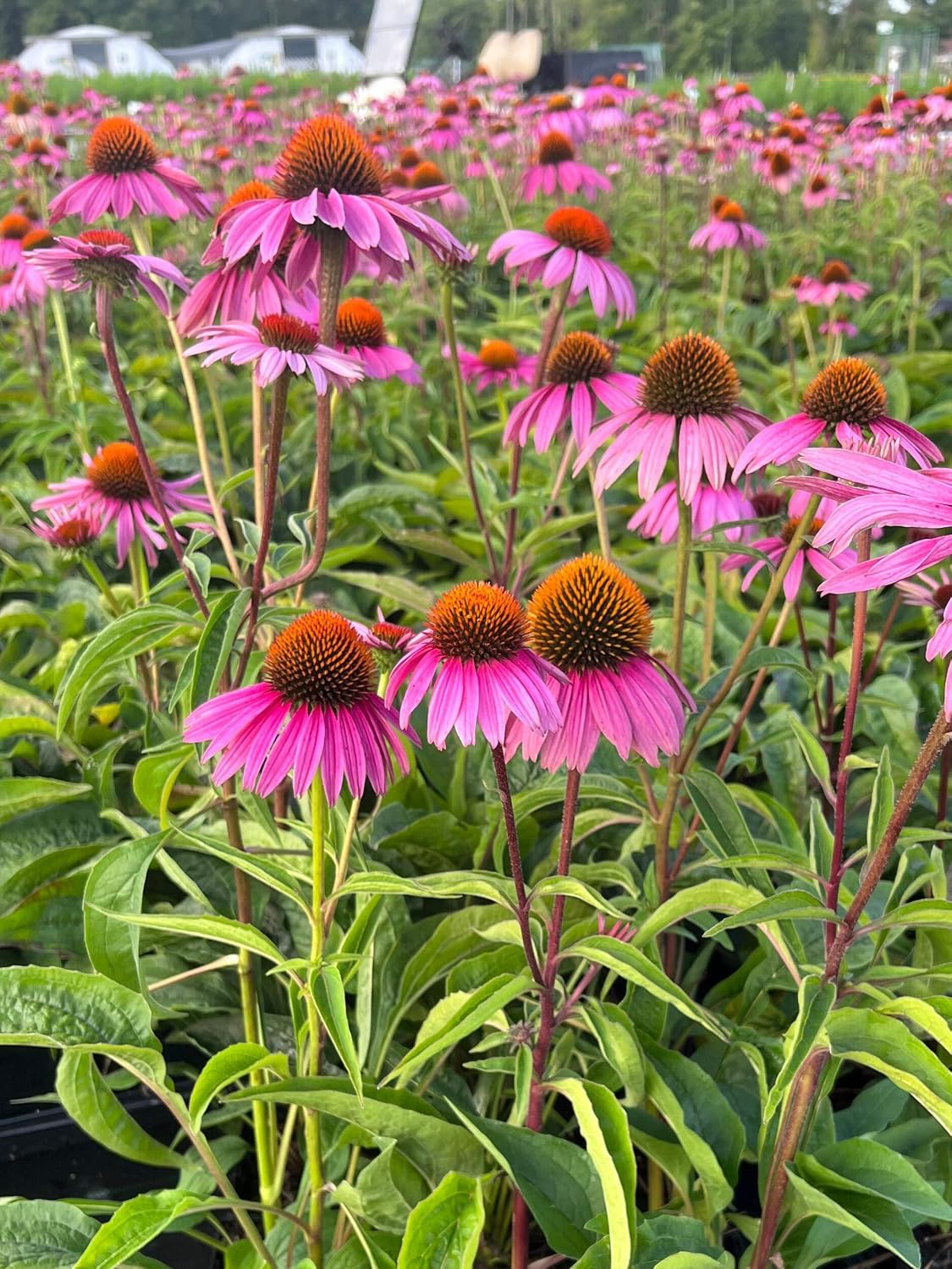 Echinacea purpurea ‘Cheyenne Spirit’ (Coneflower) Live Perennial, Size-#1 Container, Mixed Color Summer Flowers, USDA Zones 4-8