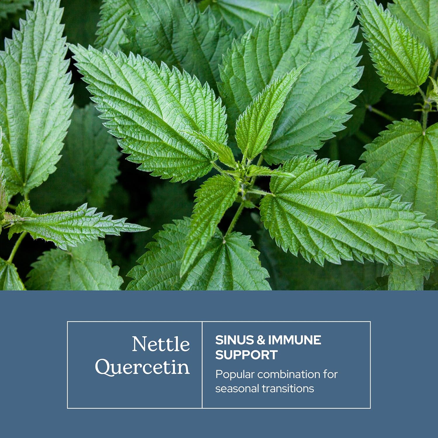 Eclectic Herb - Nettle Quercetin Capsules | Non-GMO, Vegan | 90 CT
