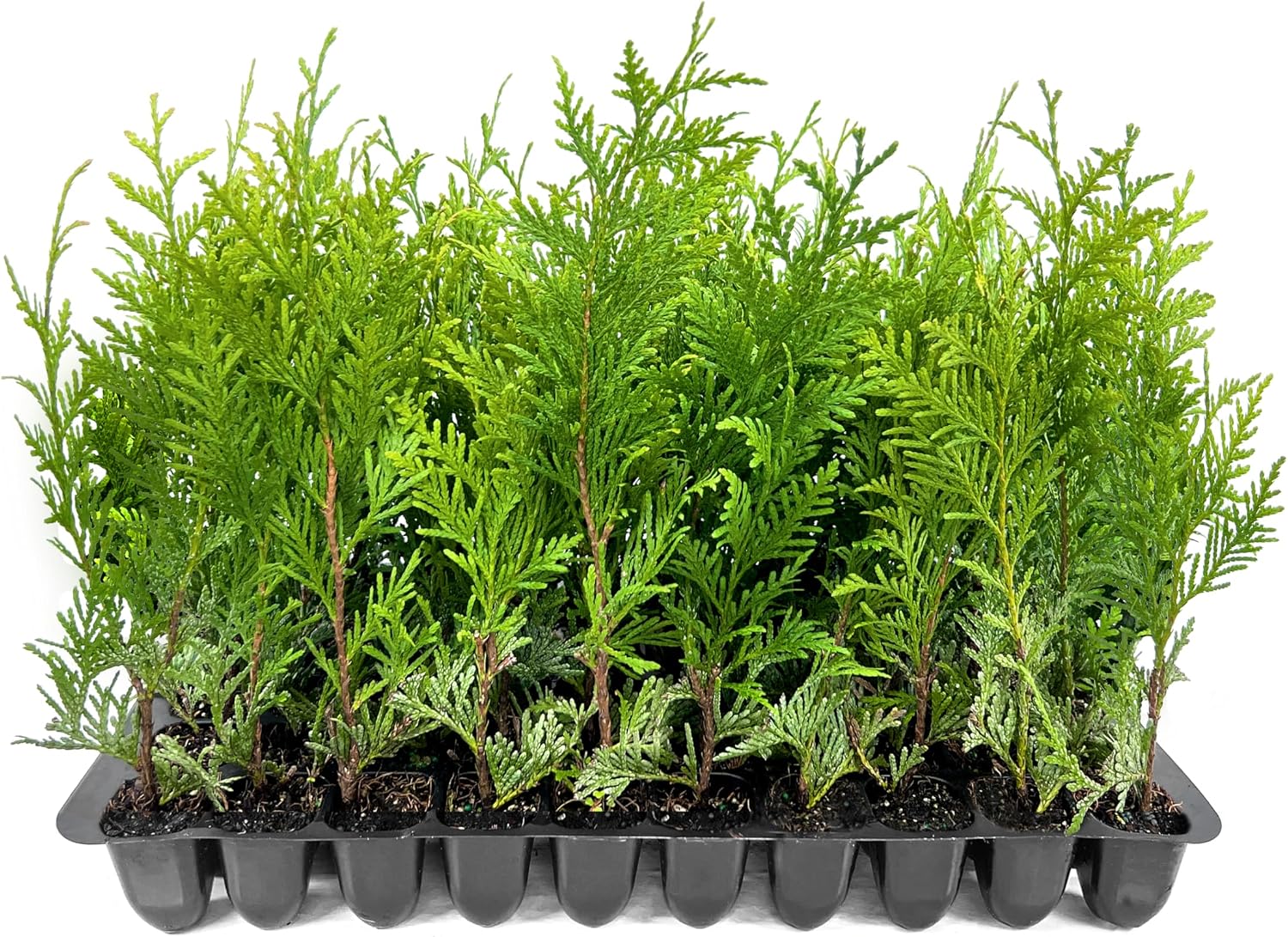 Thuja Green Giant | 40 Live Plants | Thuja standishii x plicata | Fast Growing Evergreen Trees | Privacy Hedge Plants for Landscaping