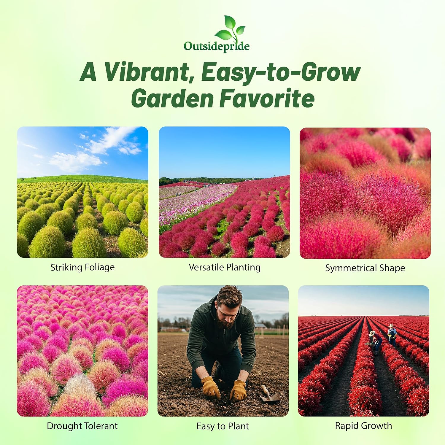 Outsidepride Kochia Trichophylla Burning Bush Seeds - 5000 Count (Vibrant Fall Color, Drought Tolerant) Shrubs and Bushes Live Plants Outdoor, No Maintenance Bushes for Landscaping