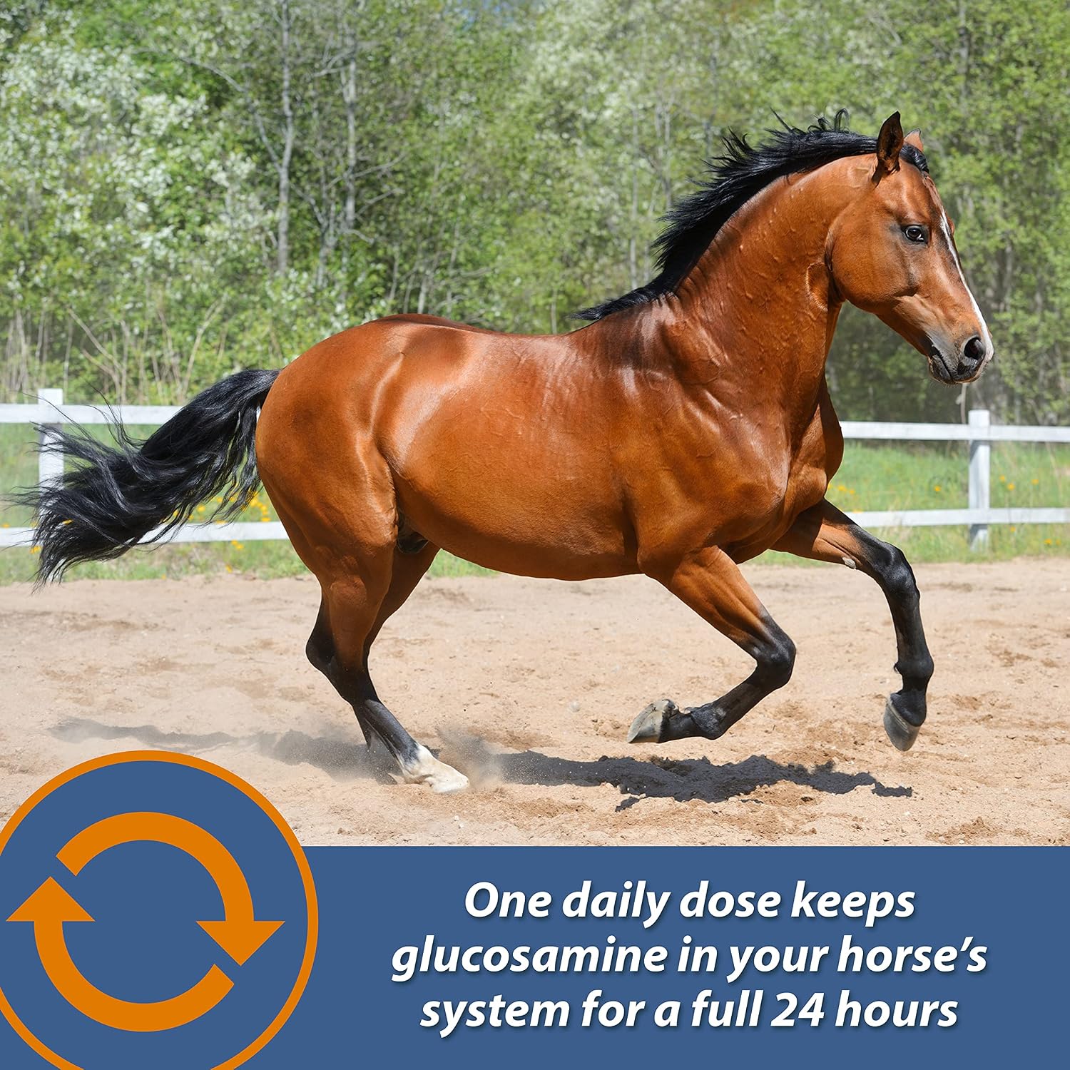 Farnam MaxFlex XR Extended Release Joint Supplement for Horses, Provides a continuous supply of joint health ingredients for 24 hours, 0.9375 pound