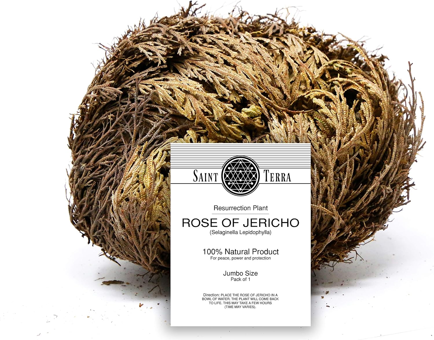 Saint Terra - Rose of Jericho Flower the Resurrection Plant, Jumbo Size, 5 to 6 Inches Wide