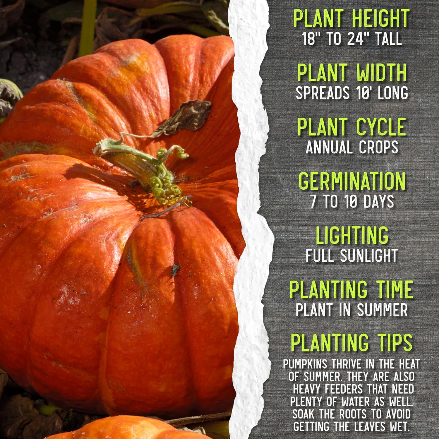 Seed Needs Pumpkin Seeds to Plant 100 Seeds Spooky Mix Non GMO Bulk Pack