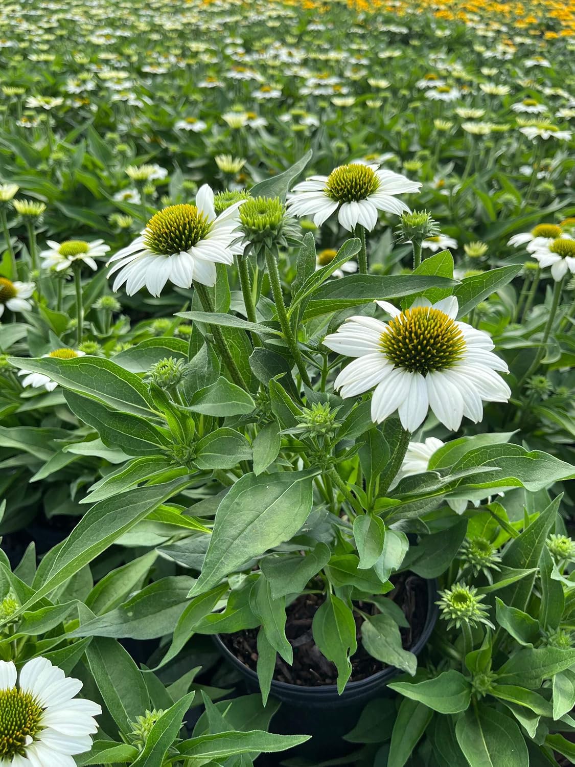 Echinacea purpurea ‘Cheyenne Spirit’ (Coneflower) Live Perennial, Size-#1 Container, Mixed Color Summer Flowers, USDA Zones 4-8