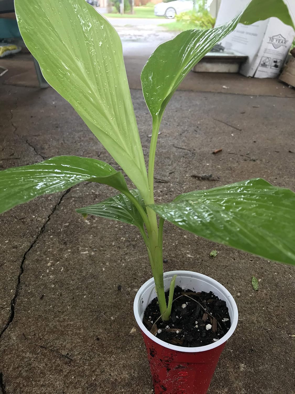 Organic Turmeric Plants Grow at Home Fresh Curcumin Make Your Own Powder