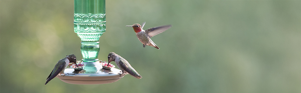 Perky-Pet Green Antique Glass Bottle Hummingbird Feeder offers four feeding ports