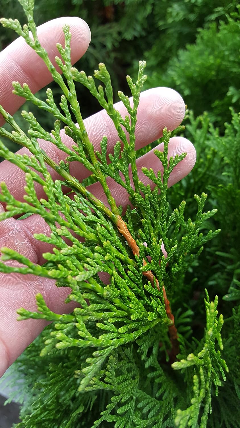 Live Plant Thuja-X Green Giant Evergreen Tree (Western Arborvitae), 3-Gallon Fully Potted Plant from Green Promise Farms