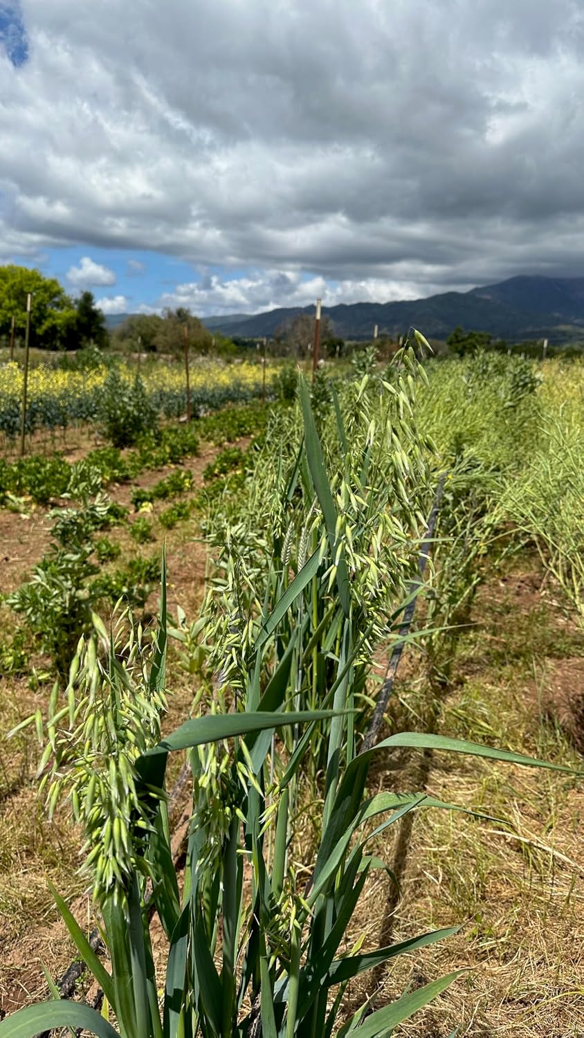 All Good Things Organic Hard Red Spring Wheat Seeds for Planting: 200 Count | Classic Bread-Baking Wheat, High-Protein Hard Red Kernels, Homestead Grain Plot Staple, Doubles as Cover Crop, Non-GMO