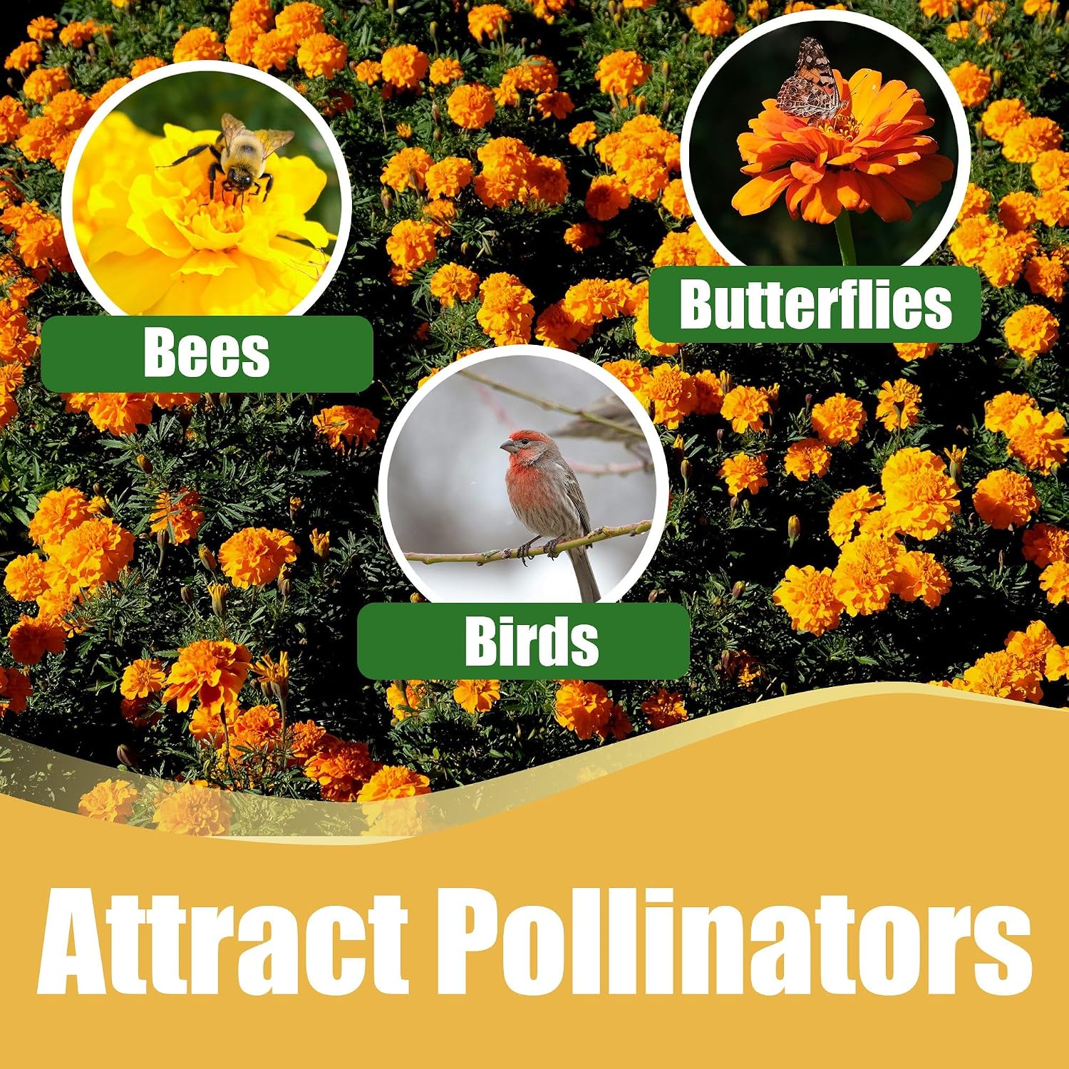 Park Seed Whopper Mix Marigold Flower Seeds – Giant 4-Inch Double Blooms in Yellow, Gold & Orange, Compact and Weather-Resistant Plants, Easy to Grow for Beds or Containers – Pack of 25