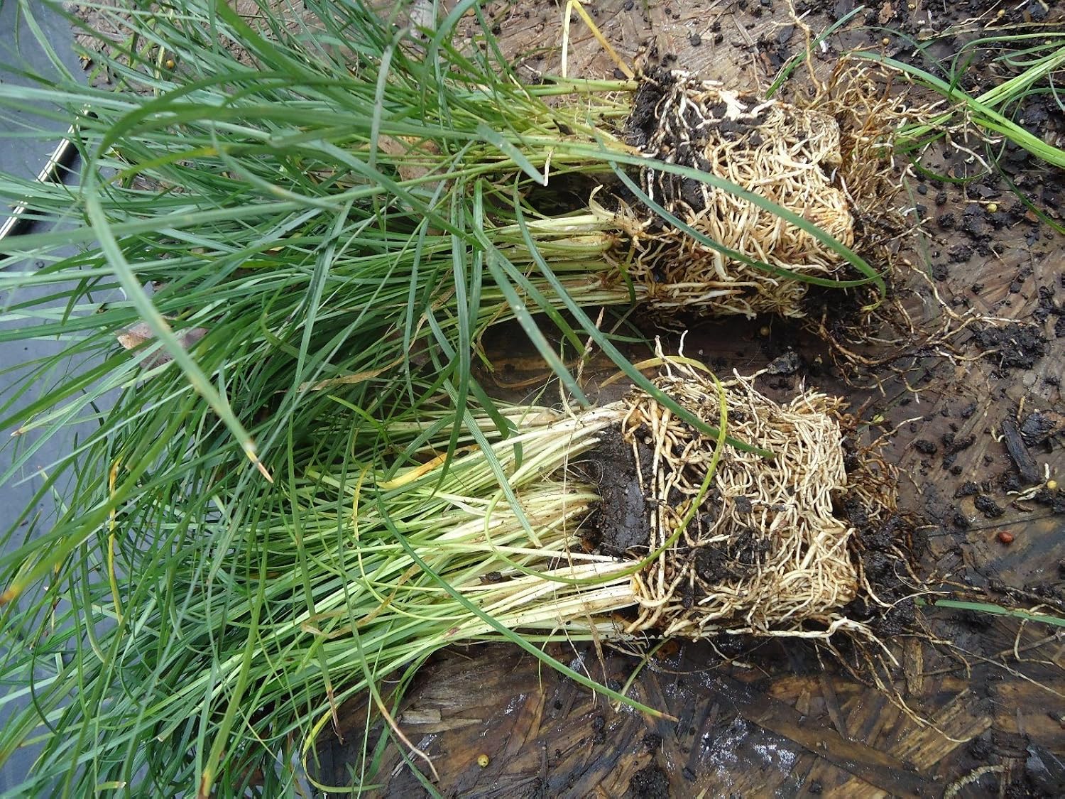 New and Healthy Standard MONDO GRASS -- 100 bare-root starts -- Border Plant -- Groundcover