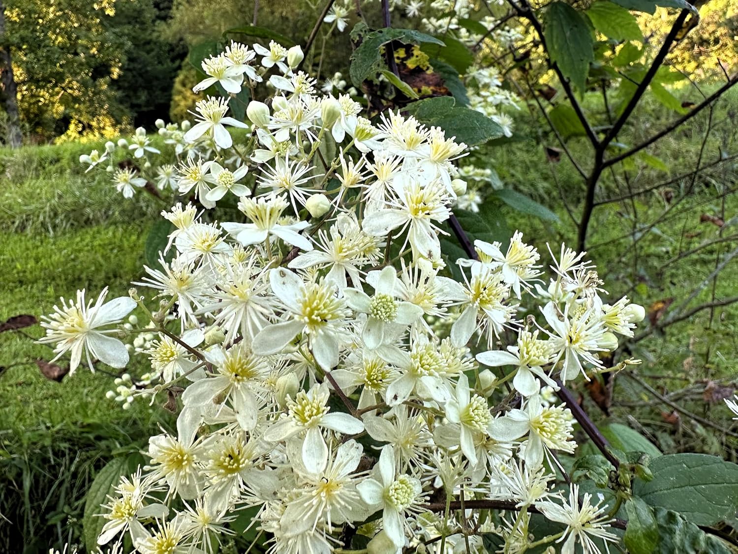 20 White Clematis Virginiana/Virgins Bower Flower Vine Seeds | Virgins Bower, Love Vine