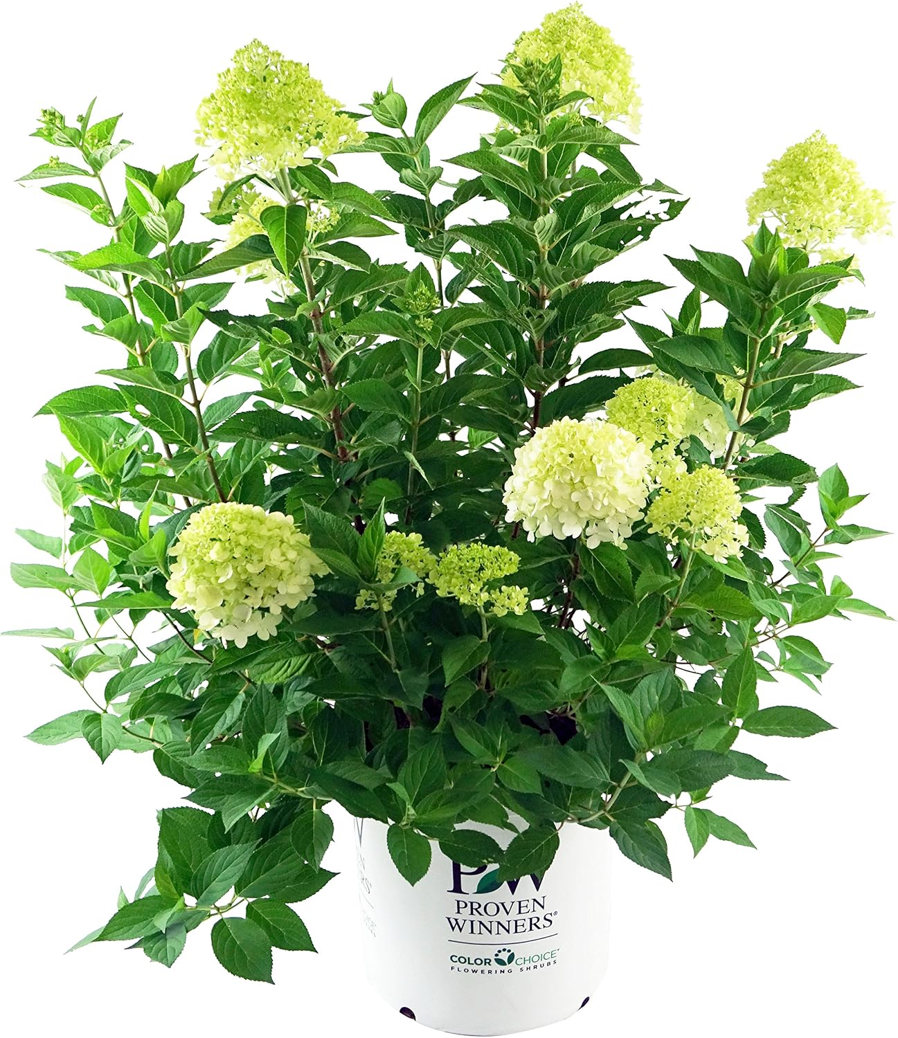 First Editions - Hydrangea pan. Vanilla Strawberry (Panicle Hydrangea) Shrub, white/pink/red flowers, #3 - Size Container