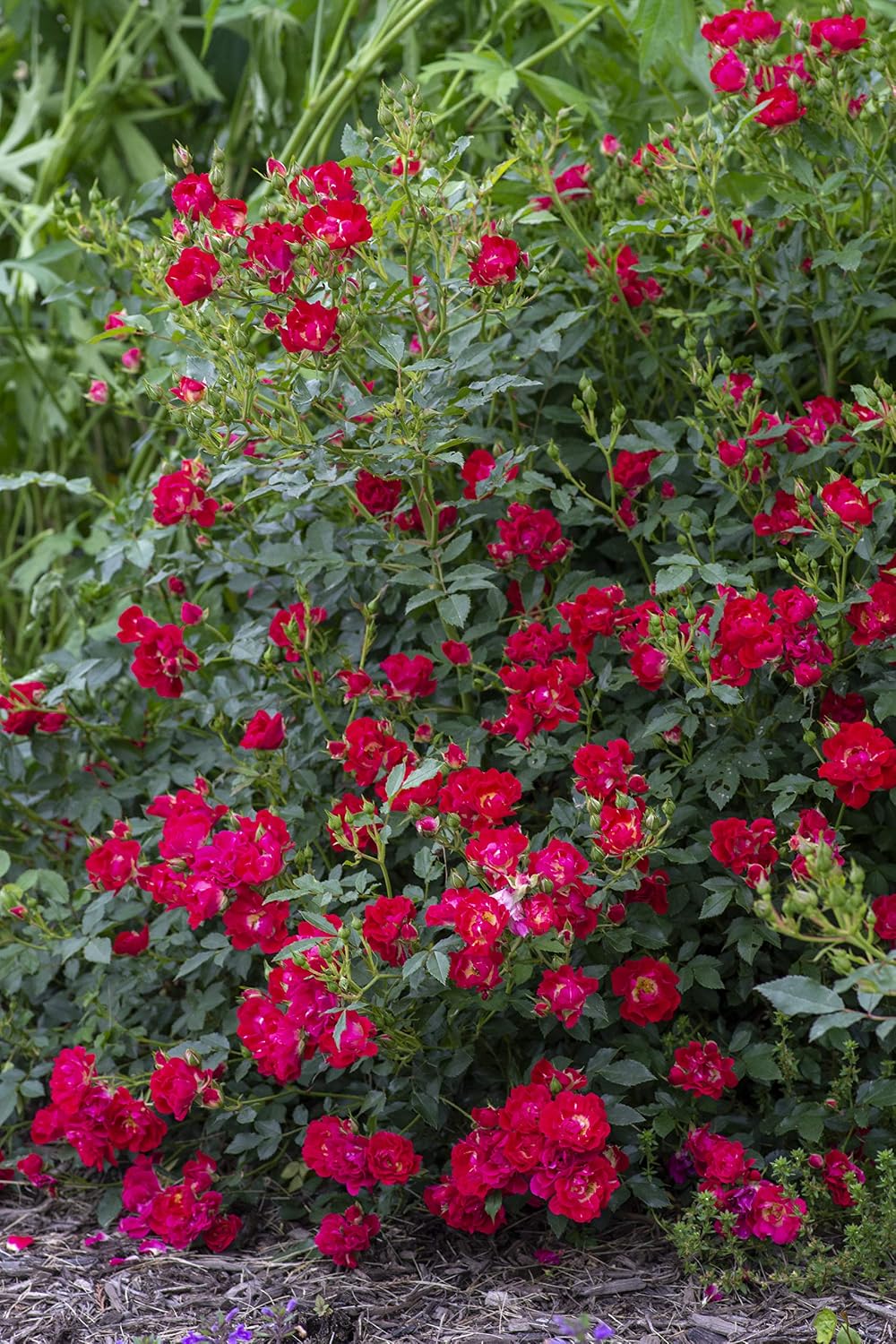 Drift Roses - Rosa Peach Drift (Rose) Rose, double peach flowers, #2 - Size Container