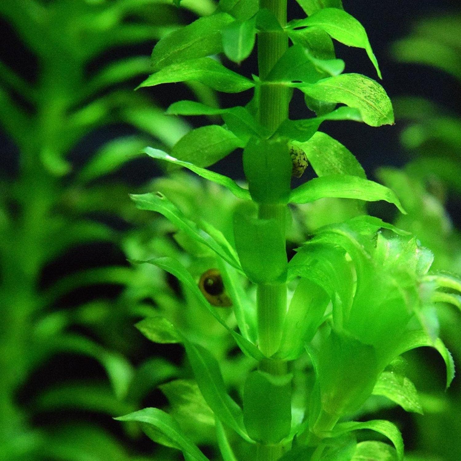 ‘Black Magic’ Taro, a Great Live Pond Plant for Your Water Garden. Filters The koi and Goldfish Pond. Good for Bogs