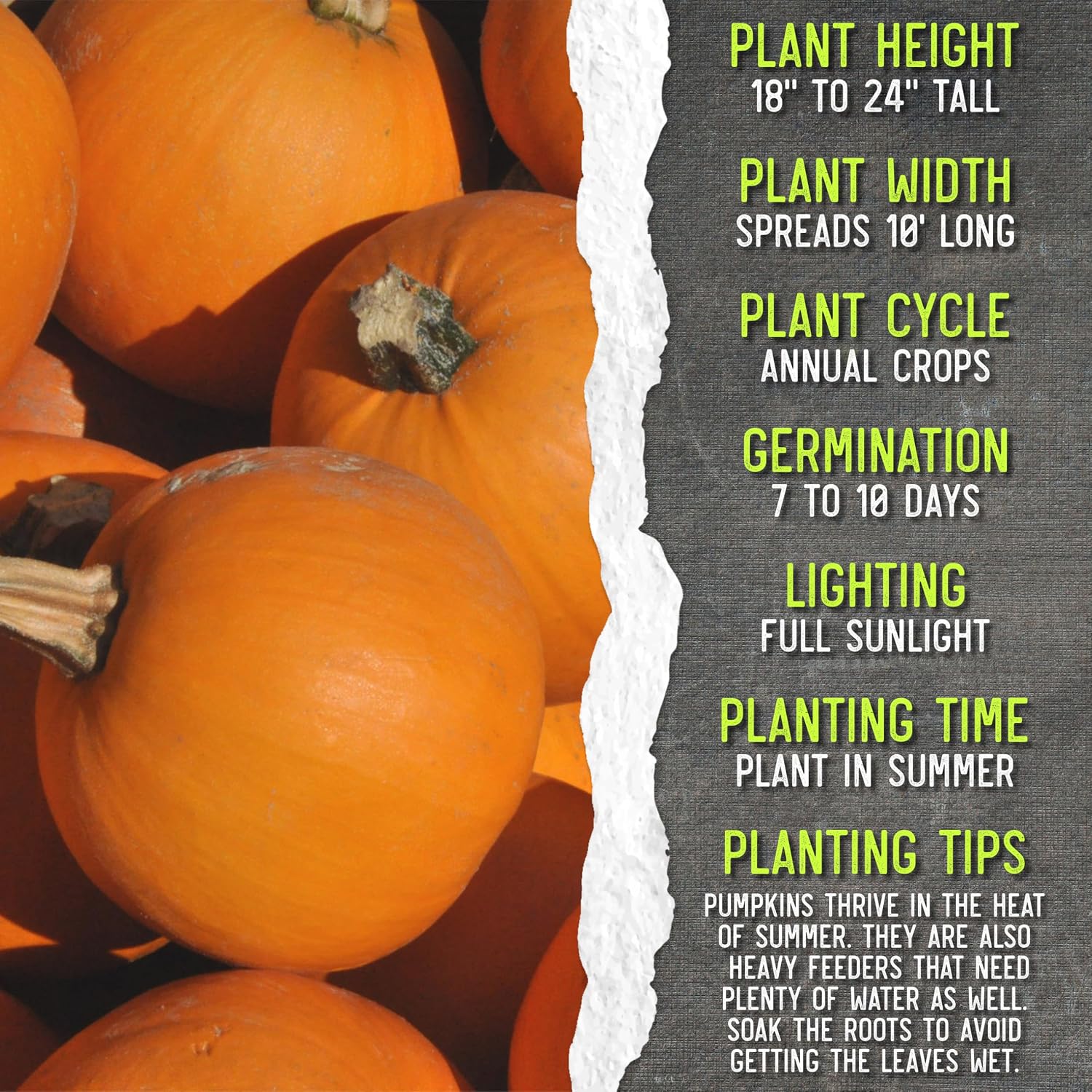 Seed Needs Pumpkin Seeds to Plant 100 Seeds Spooky Mix Non GMO Bulk Pack