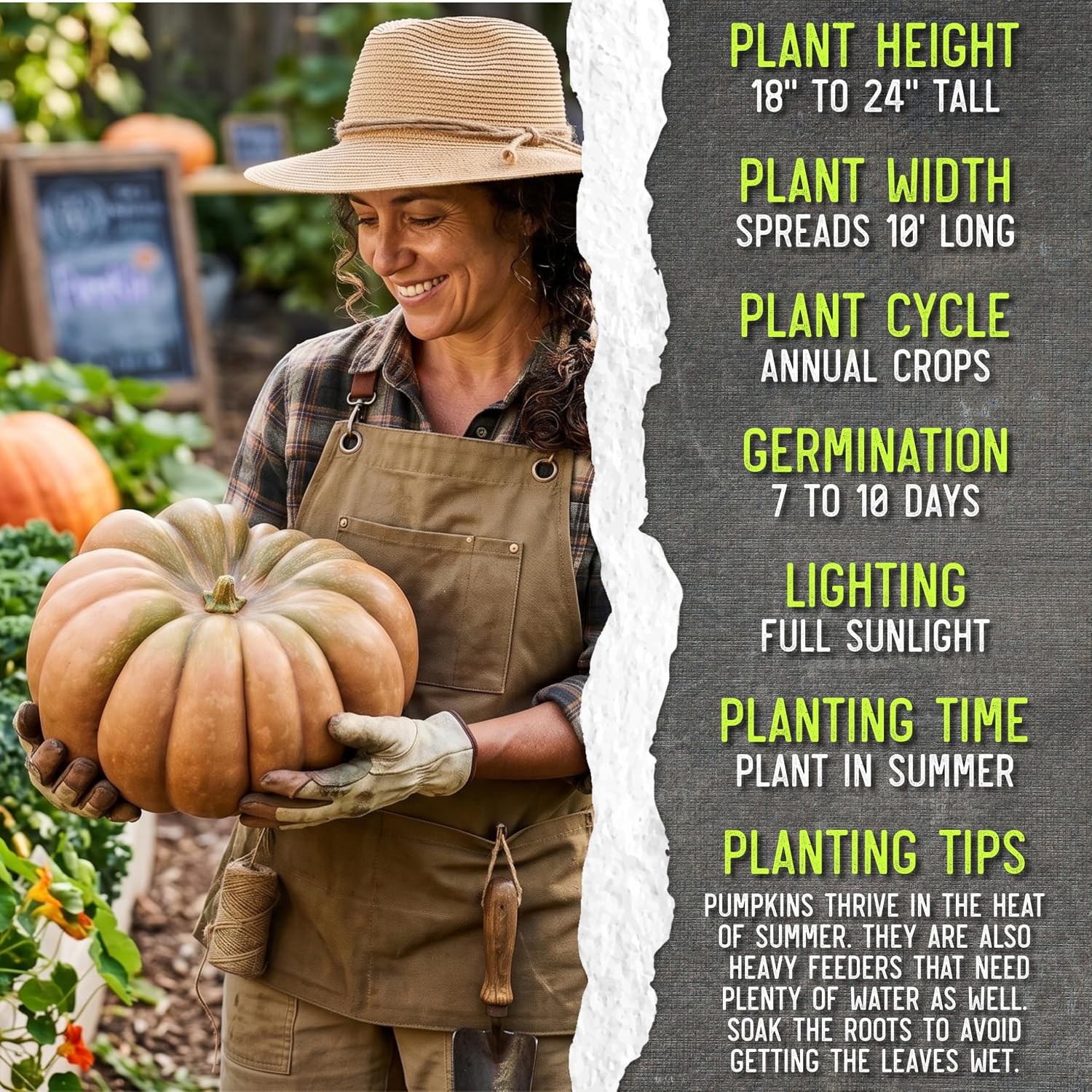 Seed Needs Pumpkin Seeds to Plant 100 Seeds Spooky Mix Non GMO Bulk Pack