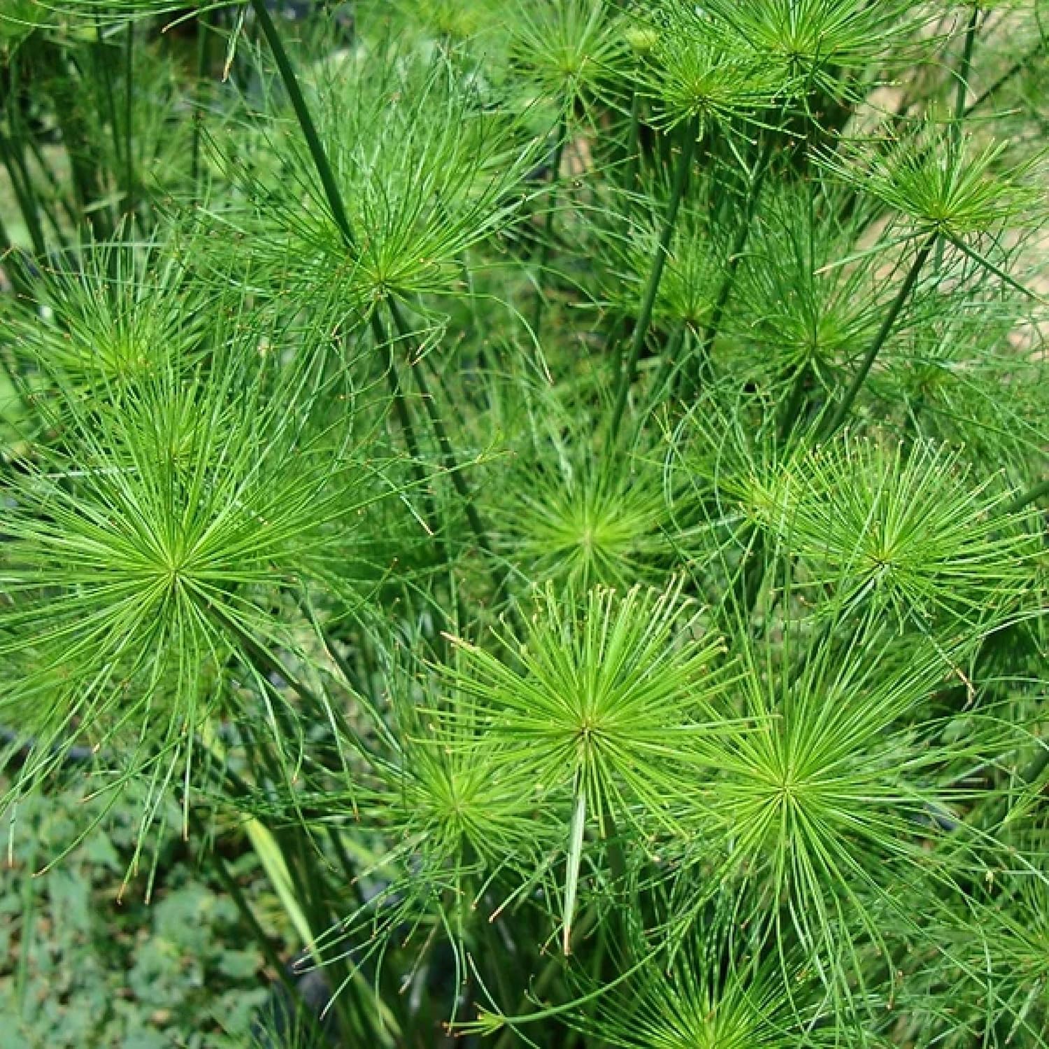 ‘Black Magic’ Taro, a Great Live Pond Plant for Your Water Garden. Filters The koi and Goldfish Pond. Good for Bogs