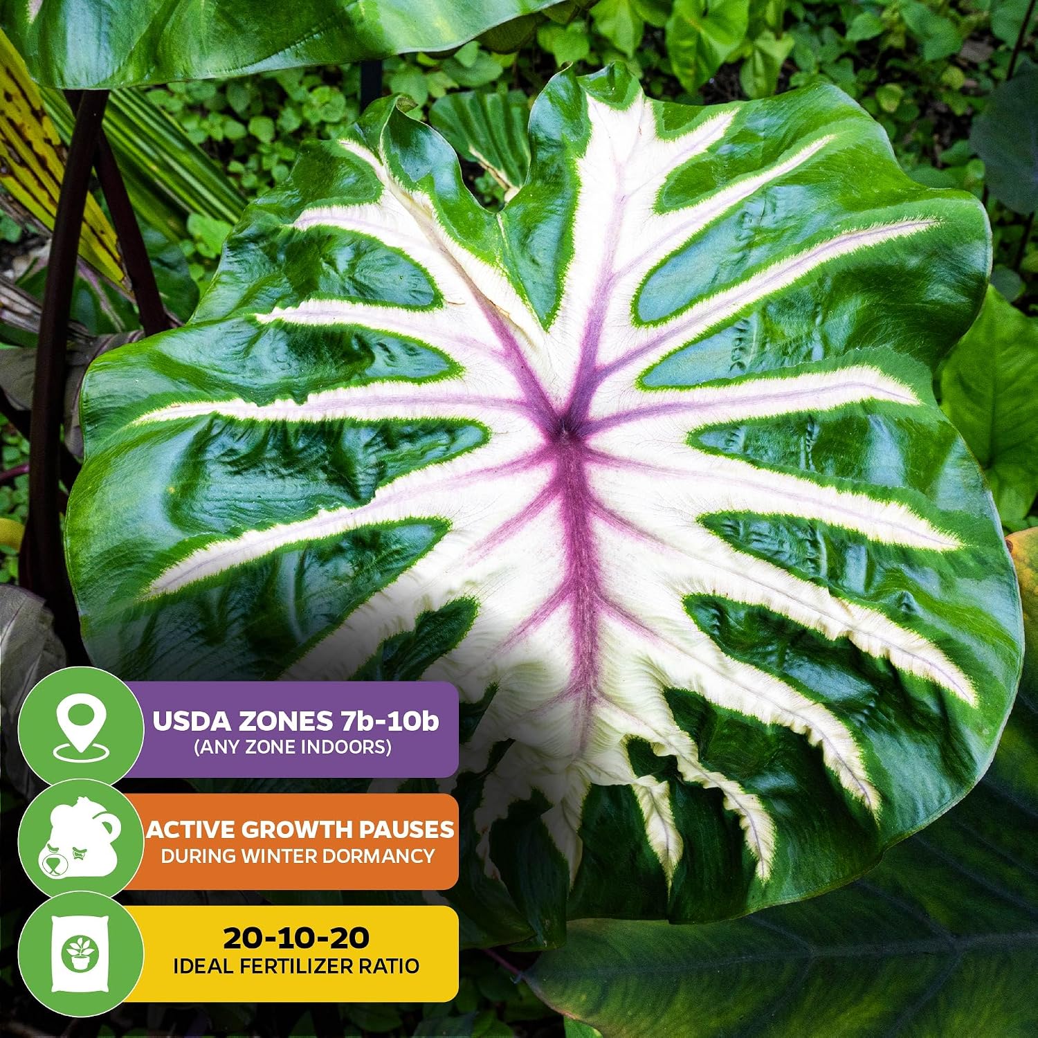 Thailand Giant Elephant Ear Live Plant - Colocasia gigantea by Wellspring Gardens - Elephant Ear Plant, Colocasia Gigantea, Elephant Ear Plant Live, Exotic Elephant Plant, Tropical Garden Design Ideas