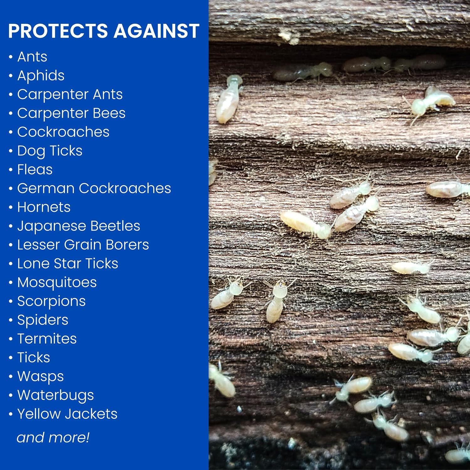BioAdvanced Carpenter Ant & Termite Killer Plus Spray - 1 Gal Bottle | Ready-to-Use - Kills Carpenter Bees - Indoor & Outdoor Insect Control - Sprayer Included