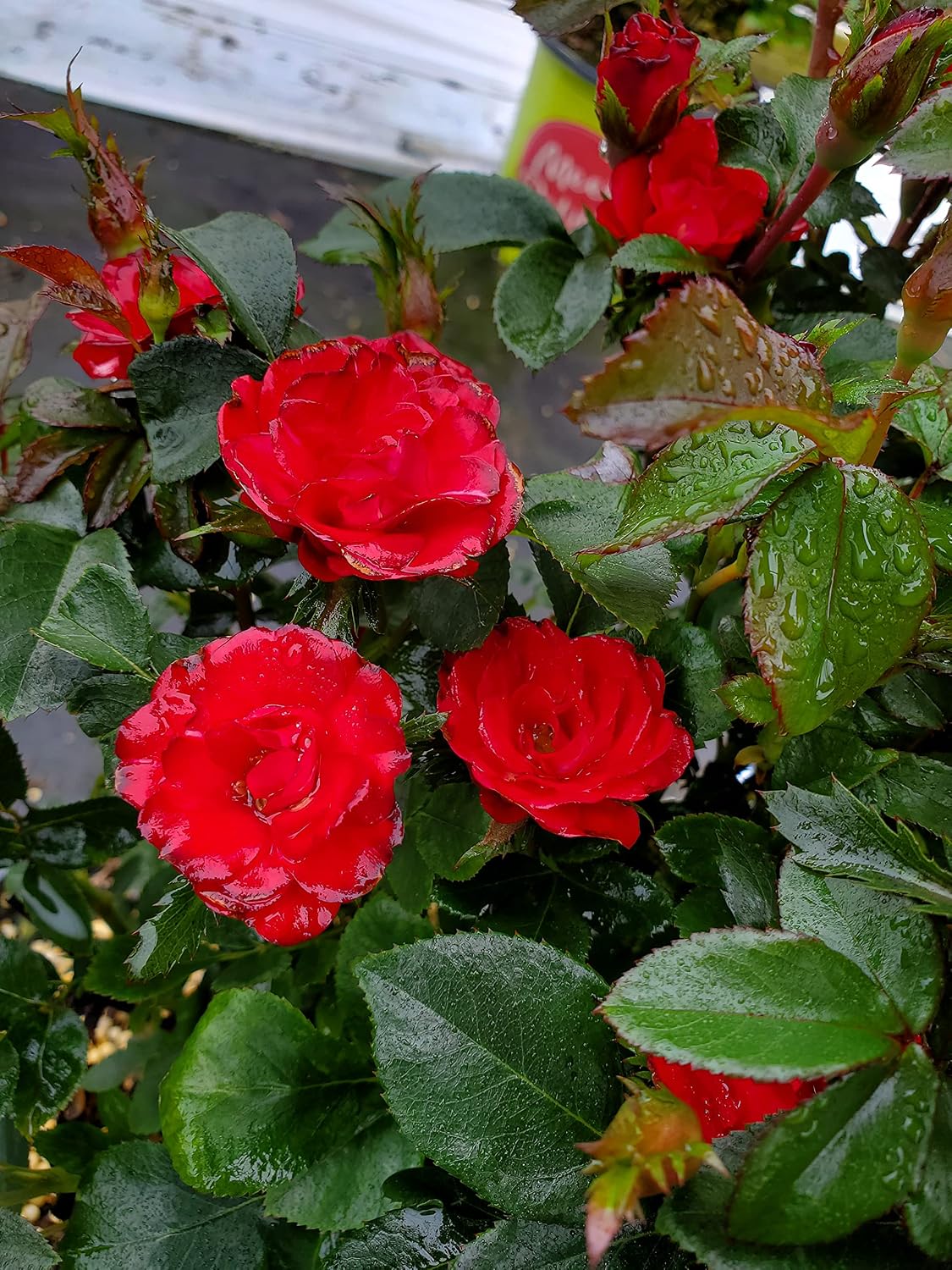 Green Promise Farms Rosa `Double Knock Out` (Reblooming) Rose, 3 Size Container, pink flower