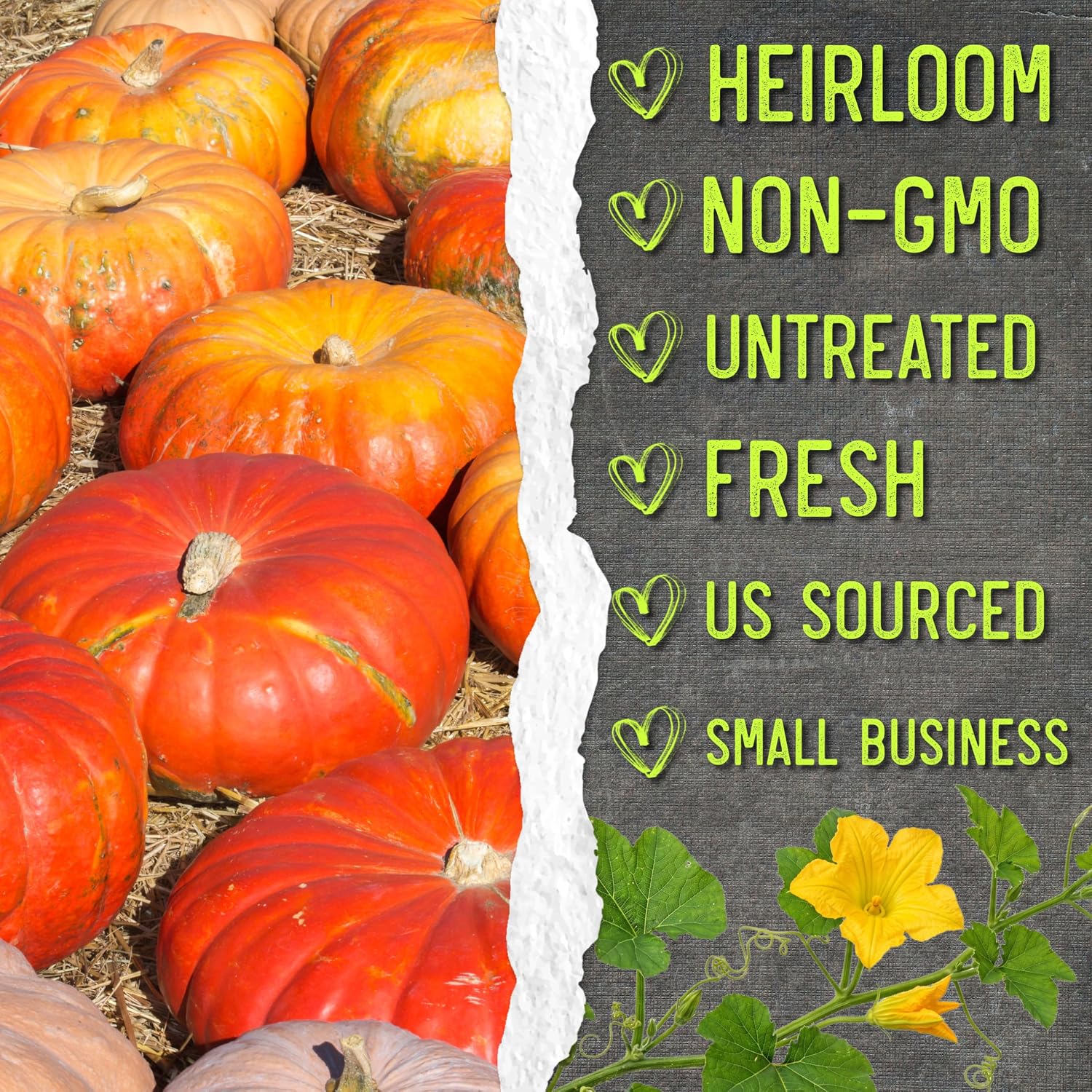 Seed Needs Pumpkin Seeds to Plant 100 Seeds Spooky Mix Non GMO Bulk Pack